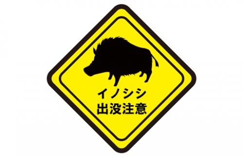 イノシシの画像