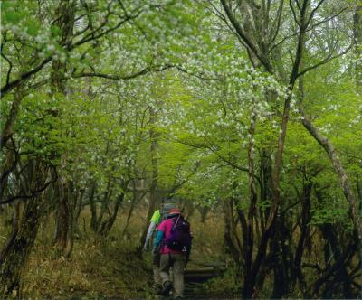 シロヤシオの森