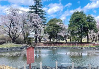 桜散る池