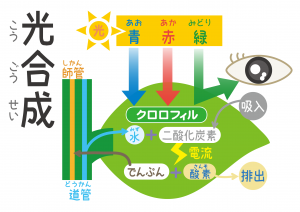 光合成の仕組み
