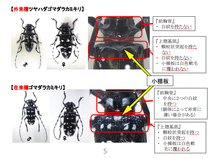 ツヤハダゴマダラカミキリ