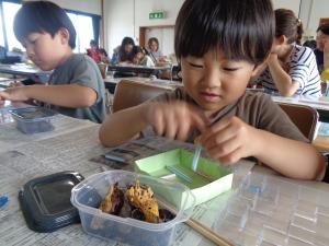 ダンゴムシ迷路を楽しむ男の子