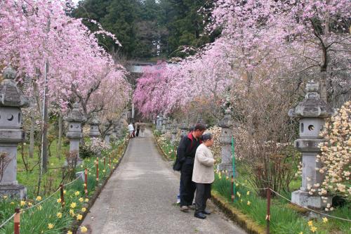 春の参道の写真