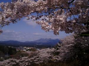 桜花爛漫の写真