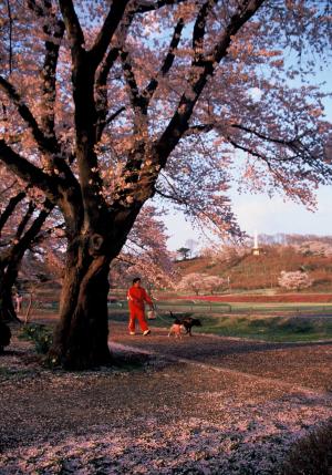 落陽の桜の写真