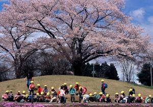 桜の下でひと休みの写真