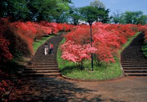 ツツジ咲く公園の写真