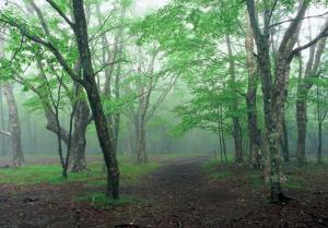 静寂の森の写真