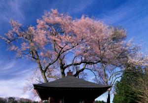 桜踊るの写真