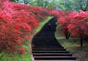 花の階段の写真