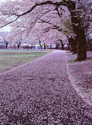 雨上がりの写真