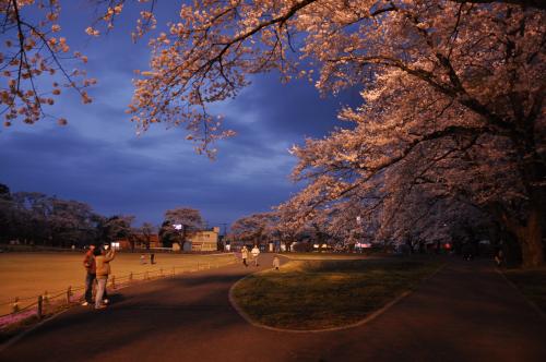 夜桜の写真