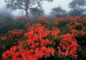 霧の花園の写真