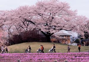 春の散歩路の写真