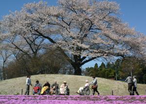 公園の春の写真