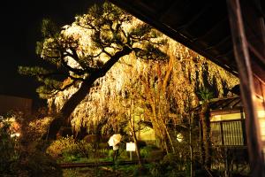 幽玄の桜の写真