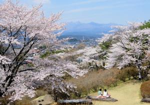 お花見の写真