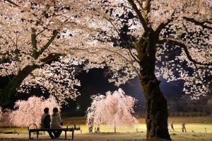 夜桜見物の写真