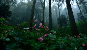 寺山に咲くの写真