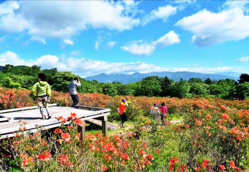 八方見晴らしの大間々のつつじの写真