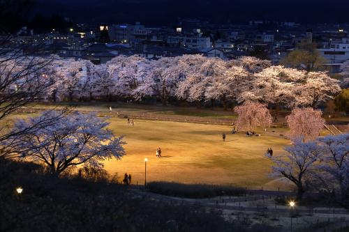 やいたの四季の夜桜愛でるの写真