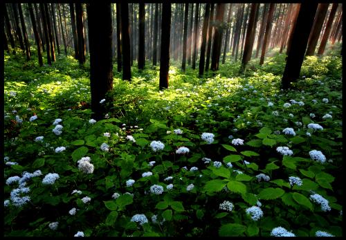 やいたの四季の初夏の花園の写真