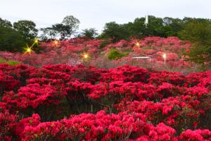 やいたの四季の夕暮れの長峰の写真