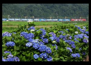 あじさいと鉄道の写真