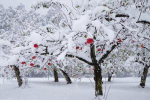 雪化粧の写真