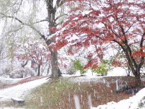 初雪の朝の写真