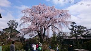 シダレザクラ(昼)の画像