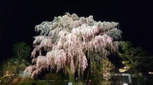 シダレザクラ(夜)の画像