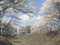 御前原城跡の堀と桜