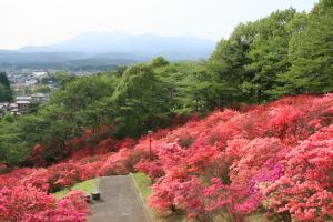 長峰公園ツツジ