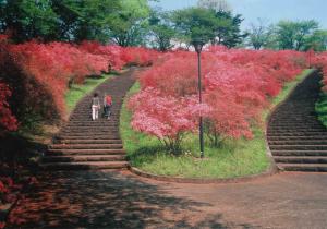 長峰公園のツツジ