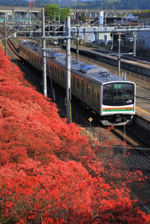 駅の彩りの写真