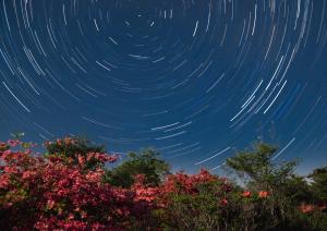 星空に咲くの写真