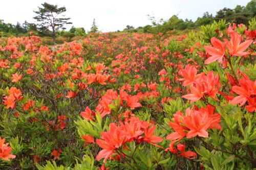 八方ヶ原のレンゲツツジの写真
