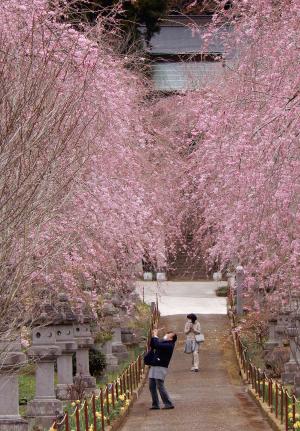 桜満開の参道の写真