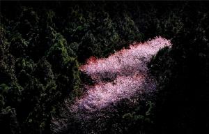 山桜彩るの写真