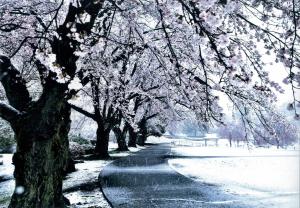 春雪の桜の写真