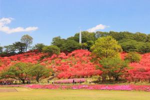 長峰公園のつつじ