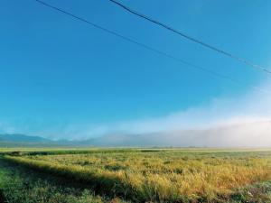 彼岸花と明け方の霧