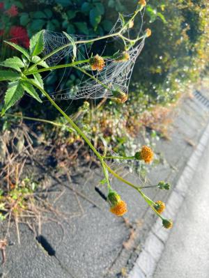 彼岸花と明け方の霧