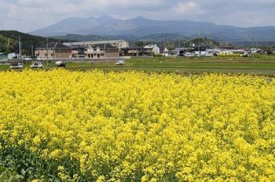 菜の花