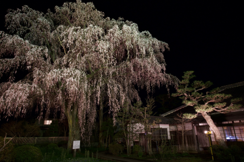 ライトアップされたシダレザクラ