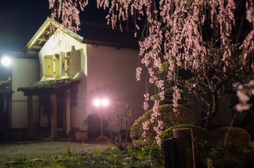 シダレザクラ越しの蔵