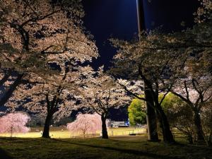 長峰夜桜
