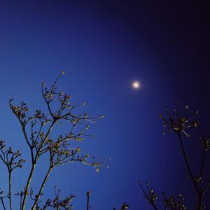 長峰夜桜