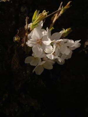 長峰夜桜